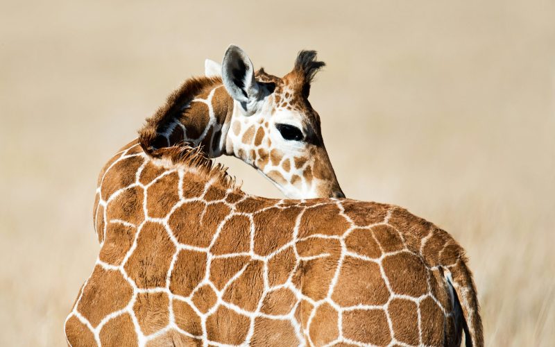 6-Day Lewa & Masai Mara Luxury Rhino & Migration Safari