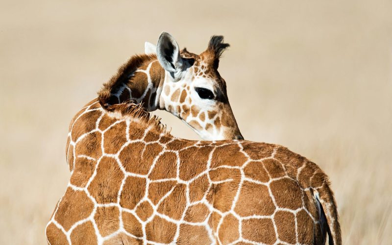 6-Day Lewa & Masai Mara Luxury Rhino & Migration Safari