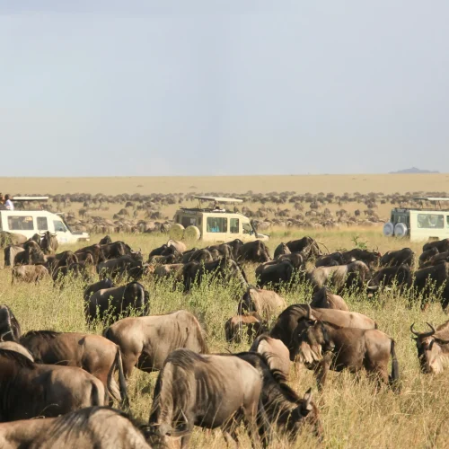 9-Day Kenya and Tanzania Big Five Safari