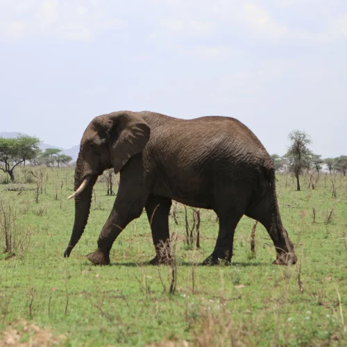 4 Day Arusha, Tarangire, Manyara, and Ngorongoro Tanzania Safari