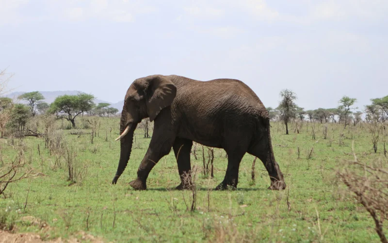4 Day Arusha, Tarangire, Manyara, and Ngorongoro Tanzania Safari