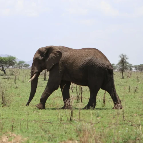 4 Day Arusha, Tarangire, Manyara, and Ngorongoro Tanzania Safari