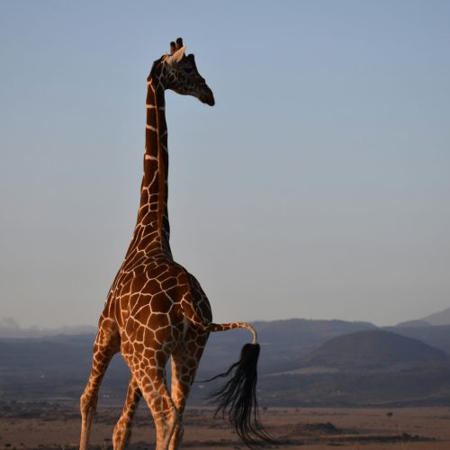 Exploring Lewa Conservancy
