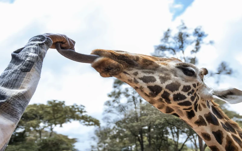 giraffe center 3