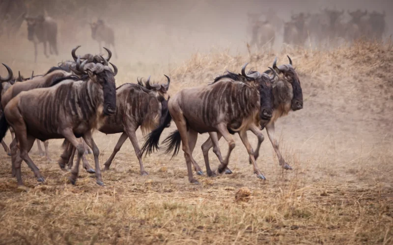 8-Day Masai Mara, Serengeti and Ngorongoro Migration Safari