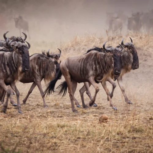 4 Day Serengeti and Ngorongoro Safari