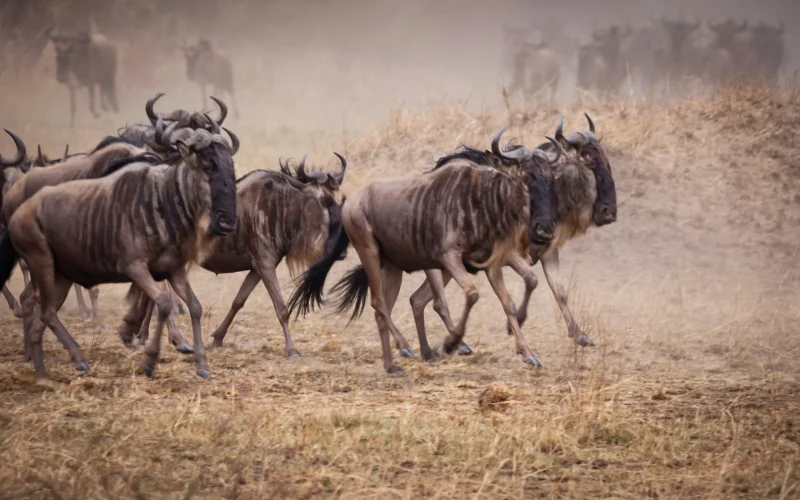 4 Day Serengeti and Ngorongoro Safari
