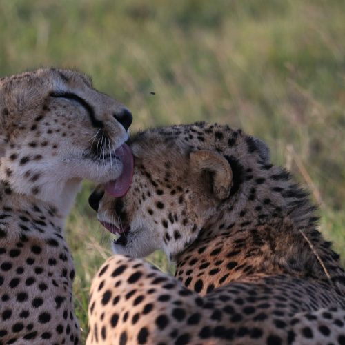 3 Days Private Masai Mara Safari