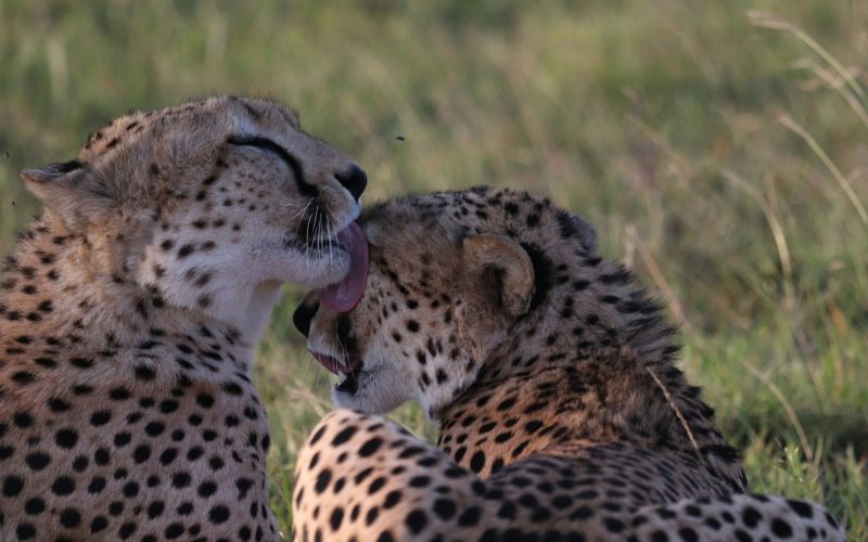 3 Days Private Masai Mara Safari