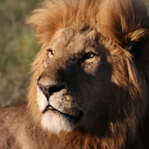 8-Day Masai Mara and Watamu Beach Escape