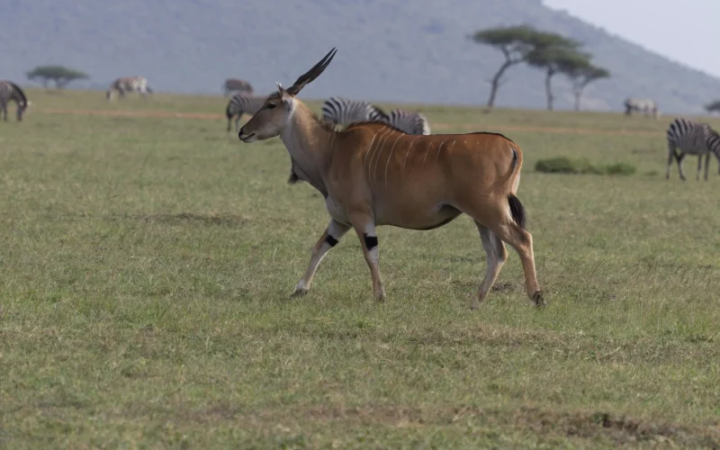 9-Day Samburu, Masai Mara & Diani Safari and Beach Experience