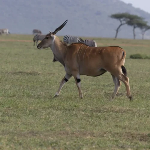 9-Day Samburu, Masai Mara & Diani Safari and Beach Experience