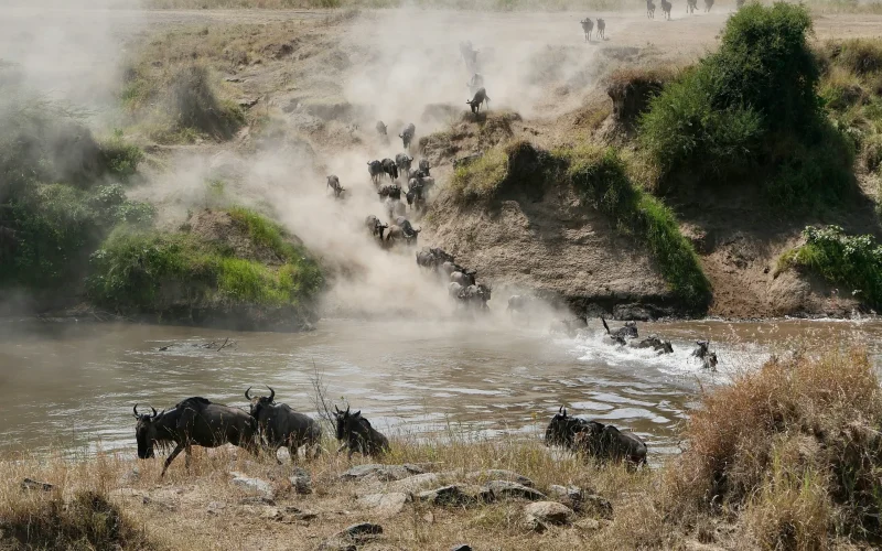 10-Day Naivasha, Masai Mara & Diani Bush & Beach Safari