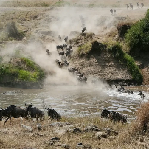 10-Day Naivasha, Masai Mara & Diani Bush & Beach Safari