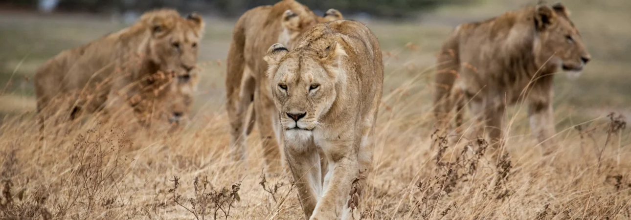 Ngorongoro Crater