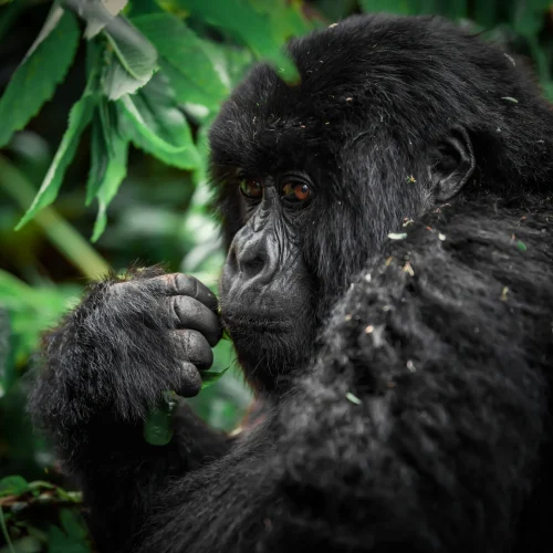 4-Day Rwanda Gorilla Trekking Safari