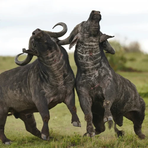 8-Day Masai Mara and Diani Safari & Beach