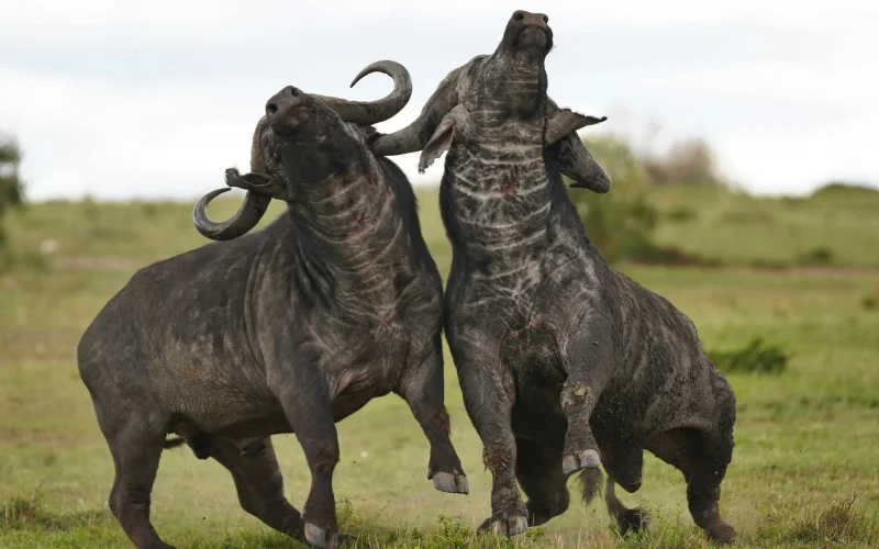 8-Day Masai Mara and Diani Safari & Beach
