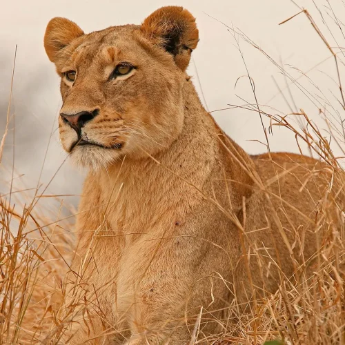 7-Day Amboseli, Meru & Masai Mara Fly In Safari