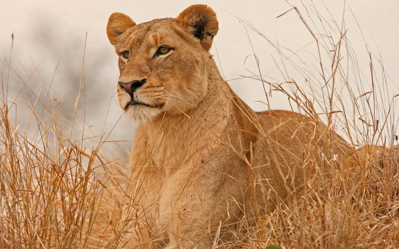 7-Day Amboseli, Meru & Masai Mara Fly In Safari
