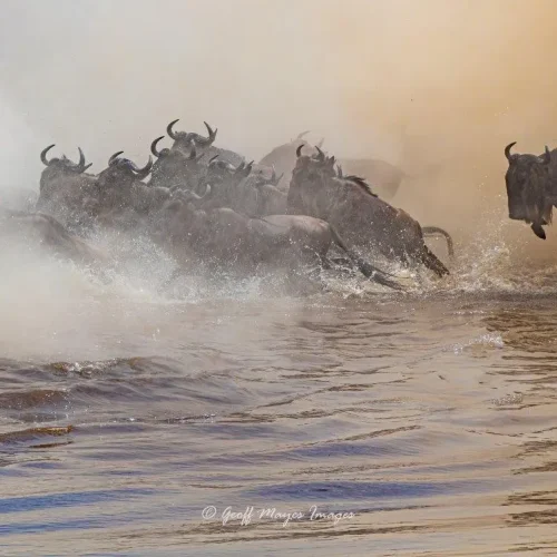 Wildebeest crossing a river in the Masai Mara