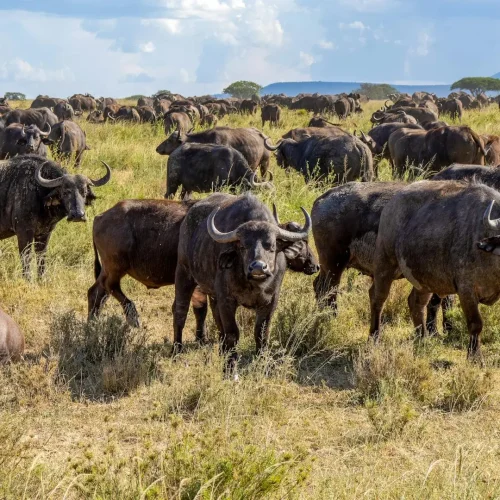 7-Day Samburu, Laikipia and Masai Mara Fly-In Safari