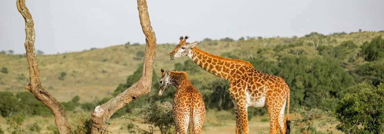 arusha NP