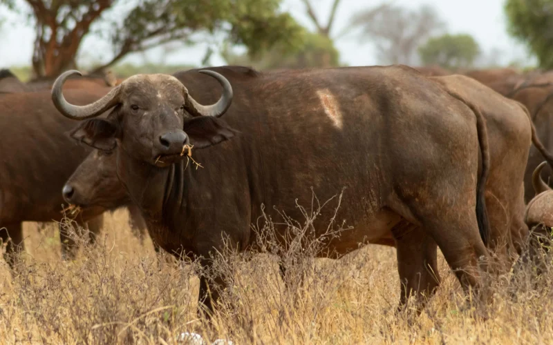 murad-swaleh-ue_SGiPC5gE-unsplash