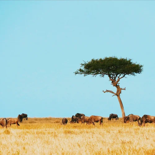 5-Day Lake Manyara, Serengeti, and Ngorongoro Migration Safari