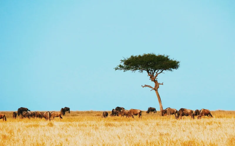 5-Day Lake Manyara, Serengeti, and Ngorongoro Migration Safari