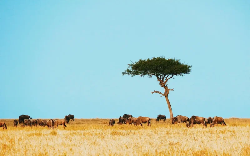5-Day Lake Manyara, Serengeti, and Ngorongoro Migration Safari
