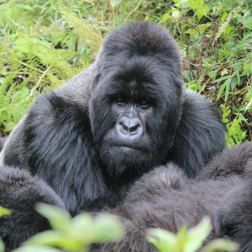 9-Day Uganda Big Five Gorilla & Chimpanzee Trekking Safari