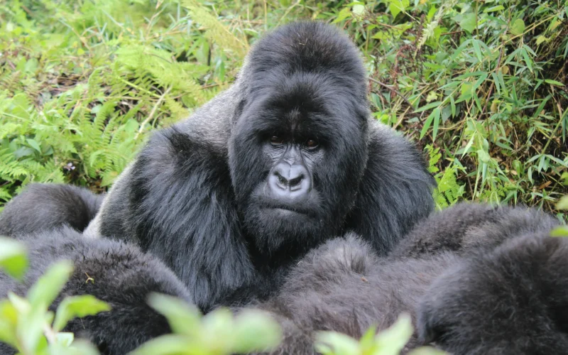 9-Day Uganda Big Five Gorilla & Chimpanzee Trekking Safari