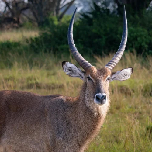 6-Day Queen Elizabeth & Bwindi Impenetrable National Park Safari