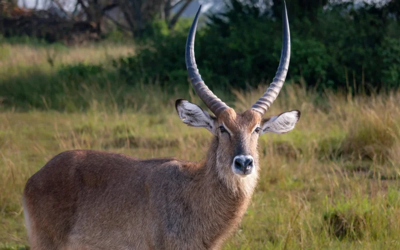 6-Day Queen Elizabeth & Bwindi Impenetrable National Park Safari