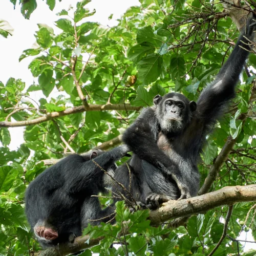 10-Day Uganda Primate Wildlife Luxury Safari