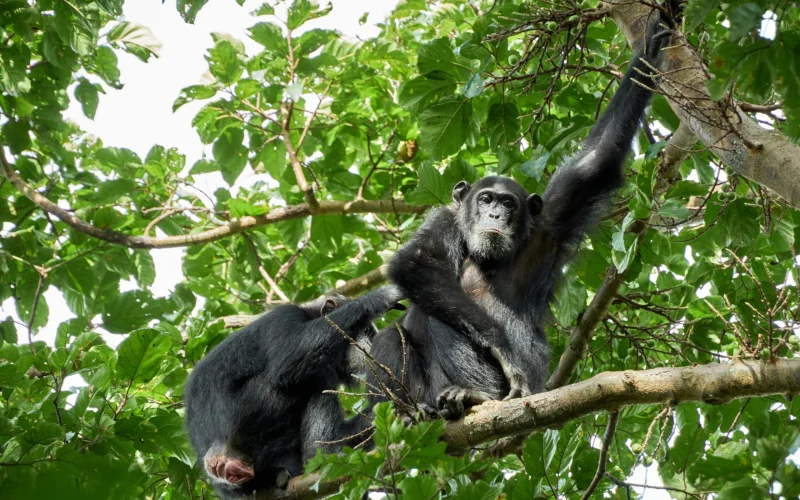 10-Day Uganda Primate Wildlife Luxury Safari