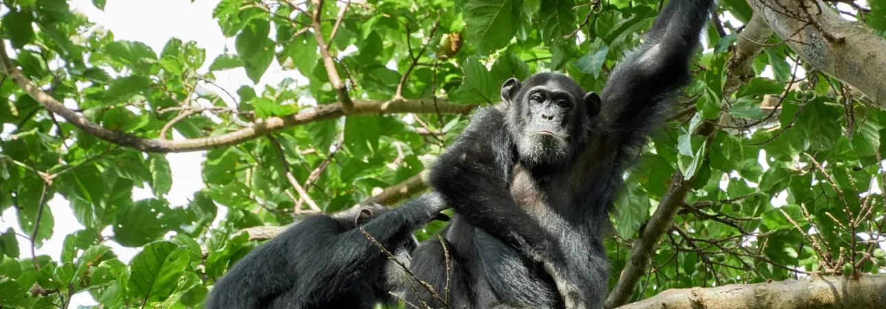 10-Day Uganda Primate Wildlife Luxury Safari
