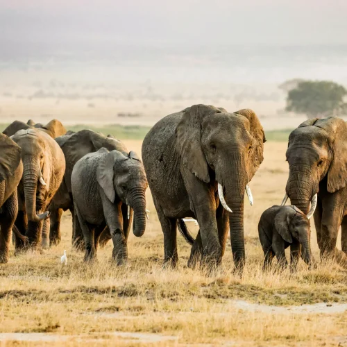 4-Day Tsavo West, Amboseli & Tsavo East Circuit Safari