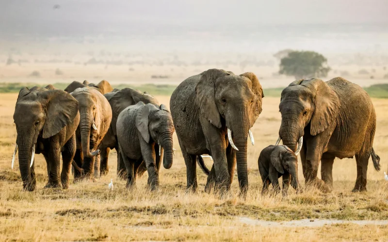 4-Day Tsavo West, Amboseli & Tsavo East Circuit Safari