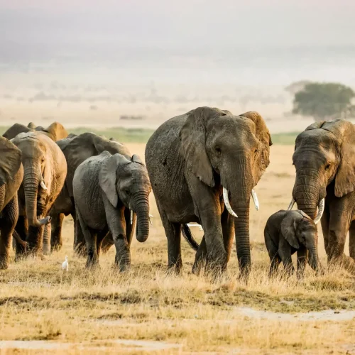 4-Day Tsavo West, Amboseli & Tsavo East Circuit Safari