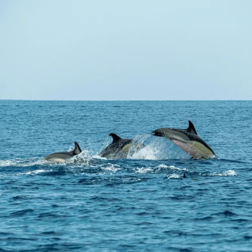 1-Day Zanzibar Mnemba Atoll Dolphin and Snorkeling Tour