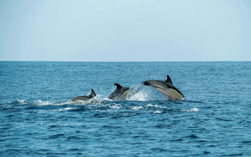 1-Day Zanzibar Mnemba Atoll Dolphin and Snorkeling Tour