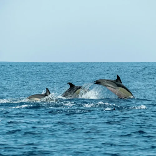 1-Day Zanzibar Mnemba Atoll Dolphin and Snorkeling Tour