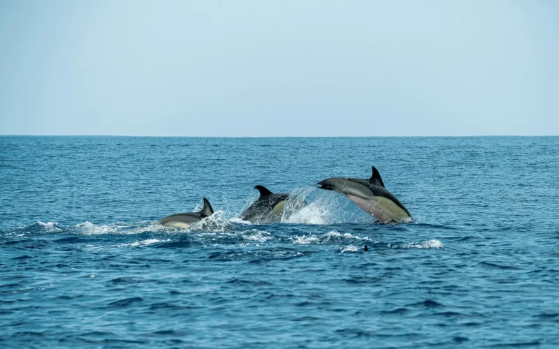 1-Day Zanzibar Mnemba Atoll Dolphin and Snorkeling Tour