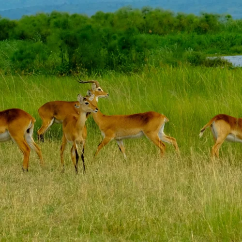 4-Day Queen Elizabeth National Park Big Four Safari