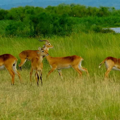 4-Day Queen Elizabeth National Park Big Four Safari