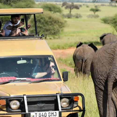 While never guaranteed, this specific route visits the areas where lions, leopards, elephants, buffalo, and rhino are most commonly found.