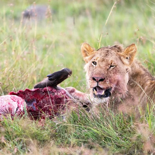 7 Day Amboseli & Masai Mara Fly In Safari