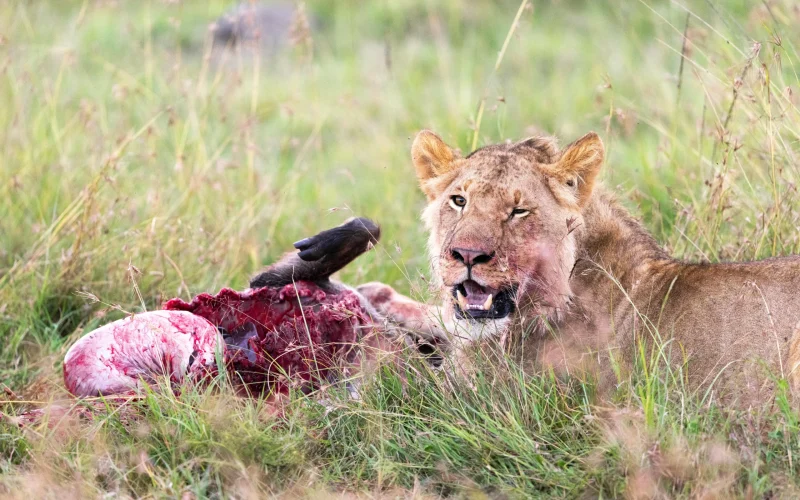 7 Day Amboseli & Masai Mara Fly In Safari